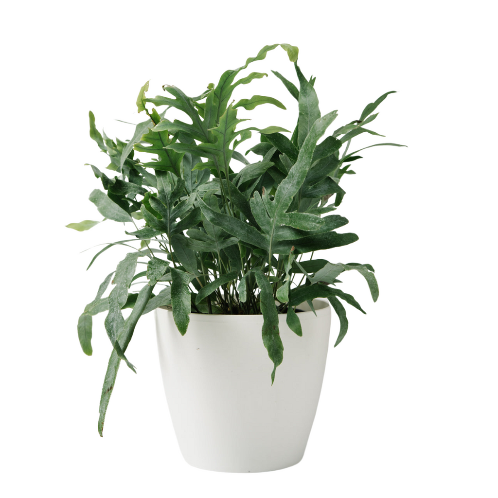 Blue Star Fern Small