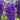 Hyacinth Orientalis 'Blue Star' Bulbs