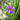 Sisyrinchium 'Lucerne' (Blue-Eyed Grass)