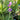 Sisyrinchium 'Lucerne' (Blue-Eyed Grass)