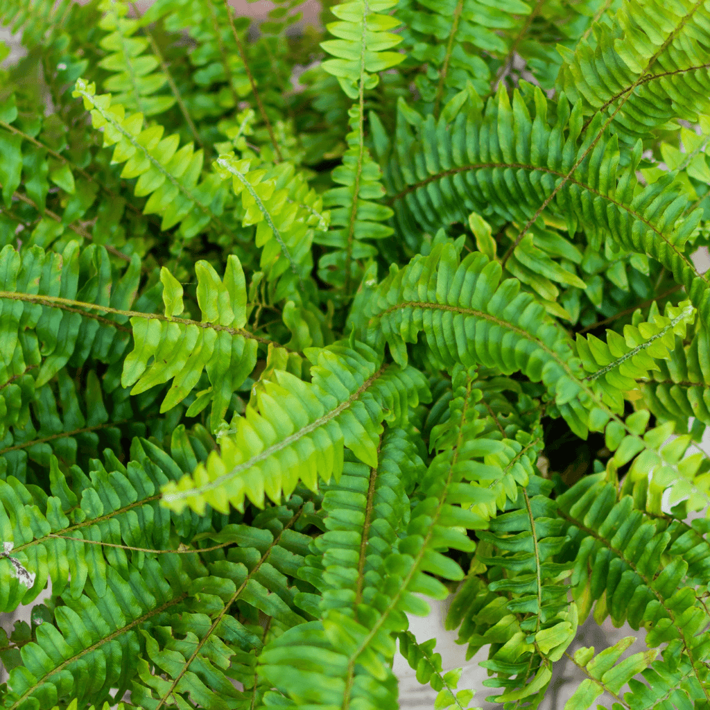 Boston Fern Hanging Basket