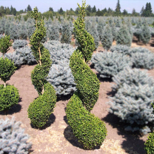 Boxwood 'Green Mountain' Spiral