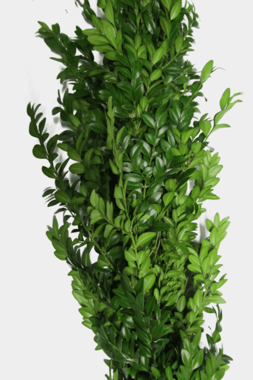 Boxwood Garland