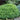 Buxus NewGen® 'Liberty Belle' (Boxwood)