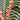 Brazilian Tree Fern