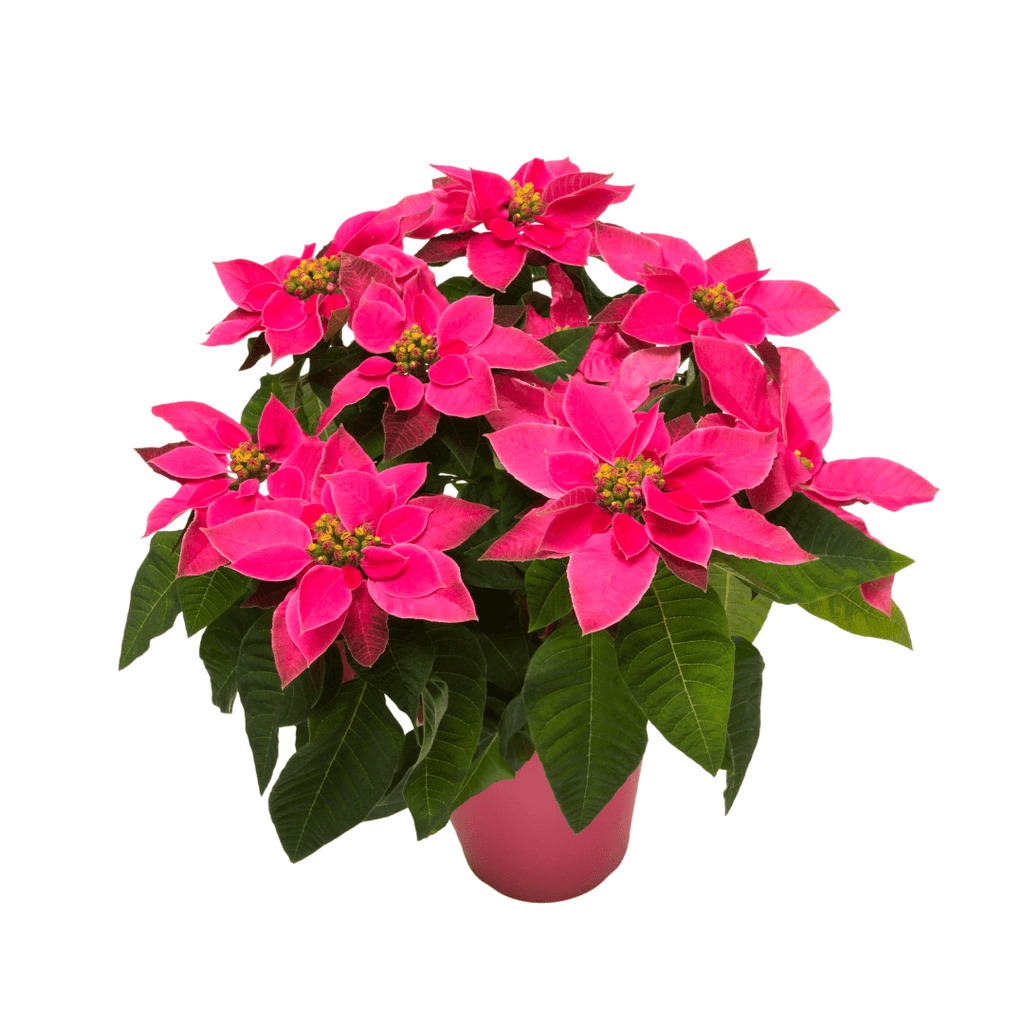 Pink Poinsettia