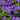 BrowalliaEndlessIlluminationBlue