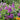 Buddleia 'Little Rockstars Purple' (Butterfly Bush)