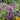 Buddleia 'Little Rockstars Purple' (Butterfly Bush)