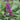 Buddleia 'Miss Violet' (Butterfly Bush)