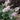 Buddleia 'Pugster Sorbet™' (Butterfly Bush)
