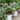 Buddleia 'Pugster Sorbet™' (Butterfly Bush)