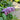 Buddleia Pugster® 'Amethyst' (Butterfly Bush)