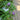Buddleia Pugster® 'Amethyst' (Butterfly Bush)