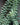 Burro’s Tail (Sedum morganianum)