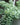 Burro’s Tail (Sedum morganianum)