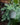 Burro’s Tail (Sedum morganianum)