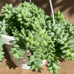 Burro’s Tail Hanging Basket