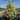 Buxus sempervirens ‘Variegata' (Boxwood)