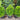 Buxus 'Cranberry Creek' (Pyramidal Boxwood)