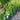 Buxus 'Winter Gem' (Boxwood)