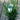 Buxus 'Winter Gem' (Boxwood)
