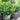 Buxus NewGen® 'Freedom' (Boxwood)