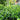 Buxus NewGen® 'Freedom' (Boxwood)