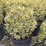 Buxus 'Aureo-variegata'