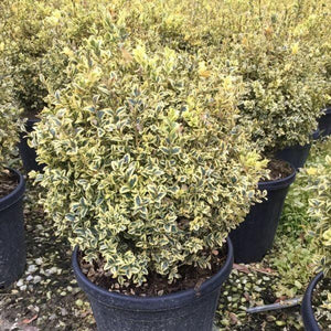 Buxus 'Aureo-variegata'