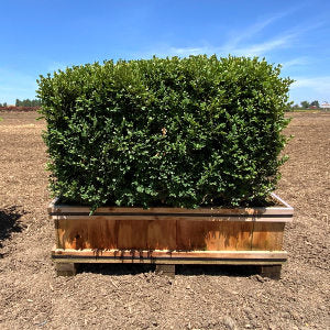 Boxwood 'Green Mountain' Screen