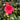 Camellia 'April Kiss' Esp (Trellised!)