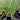 Carex stricta (Tussock Sedge)