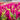 CELOSIA KELOS FIRE MAGENTA