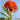 CELOSIA orange2