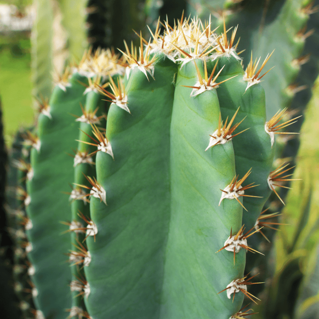 Cereus Peruvianus Medium