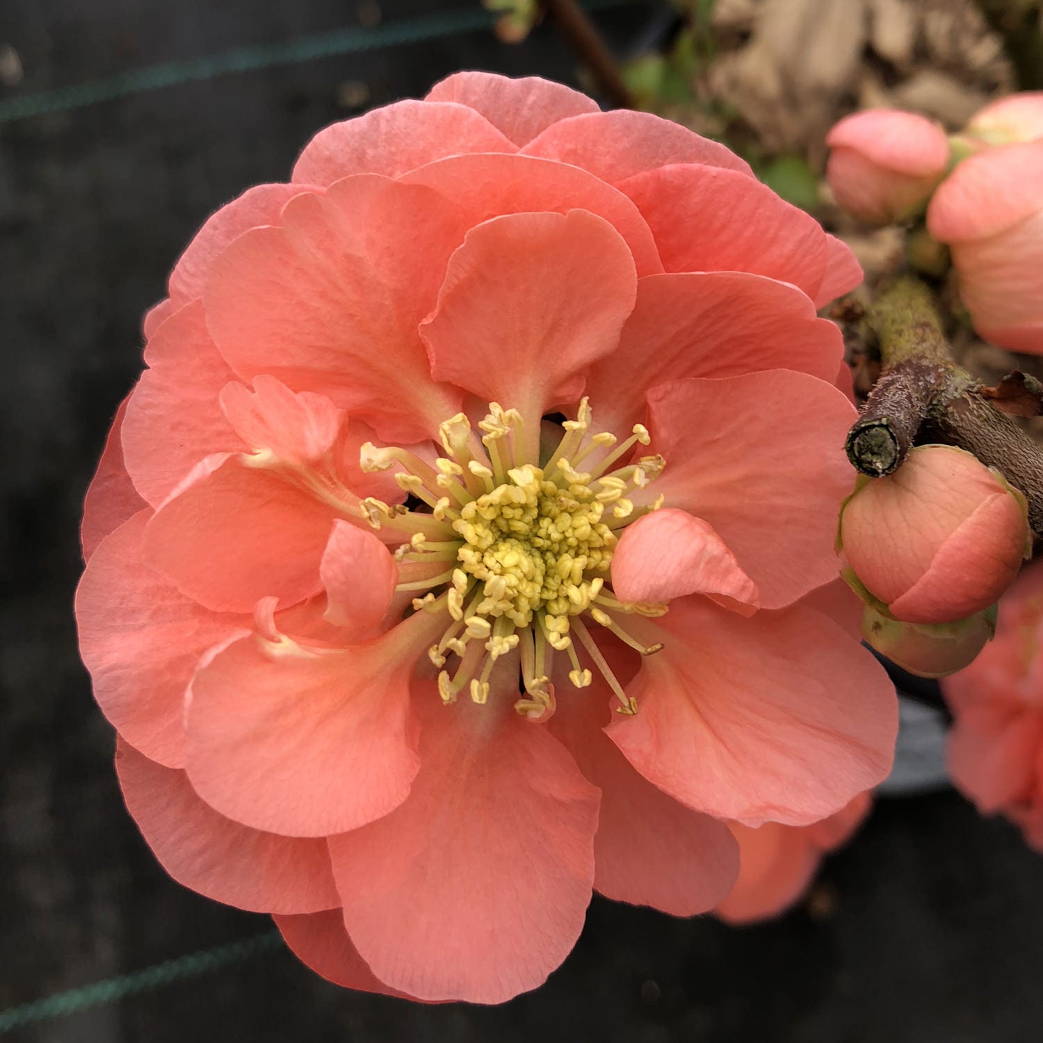 Quince 'Double Take Peach' (PW)