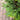 CHAMAECYPARIS_OBTUSA_GRACILLIMUS_HINOKI