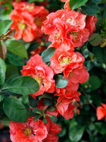 Quince 'Double Take Peach' (PW)