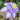 Clematis Blue Light