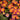 Delosperma Ocean Sunset™ 'Orange Vibe' (Ice Plant) CNT