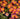 Delosperma Ocean Sunset™ 'Orange Vibe' (Ice Plant) CNT