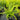 Thelypteris decursive-pinnata (Japanese Beech Fern) PRC