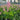 Astilbe 'Visions in Pink'