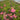 Azalea Encore® 'Autumn Carnation®'