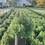 Blue Feathers Hinoki Cypress