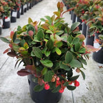 Christmas Wintergreen (Gaultheria Procumbens)