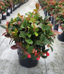 Christmas Wintergreen (Gaultheria Procumbens)