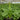 Hosta 'Royal Crest'