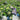 Hydrangea macrophylla Endless Summer® 'Pop Star' (Mophead Hydrangea)